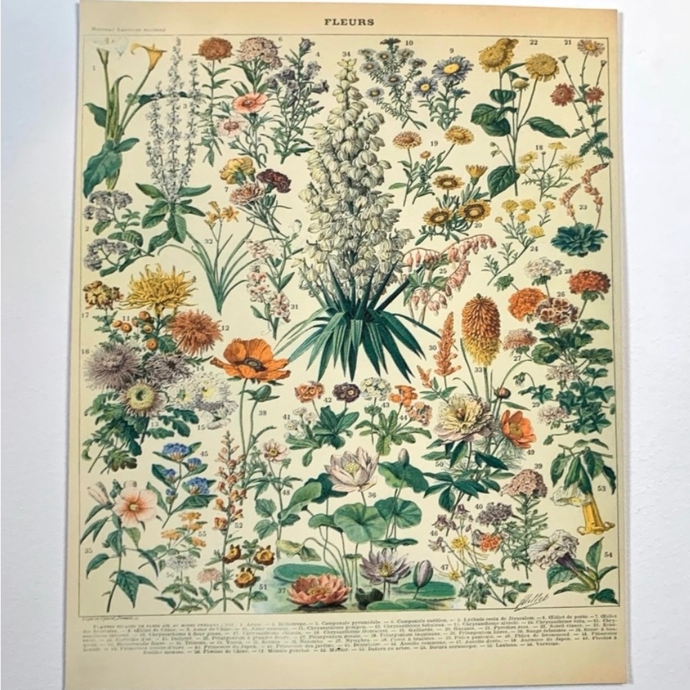 Vintage Scientific French "Fleurs" (Flowers) Floral Chart Print 8x10 4/5